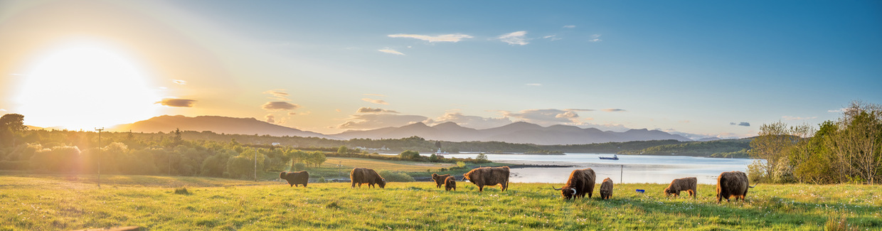 Calves in a pasture